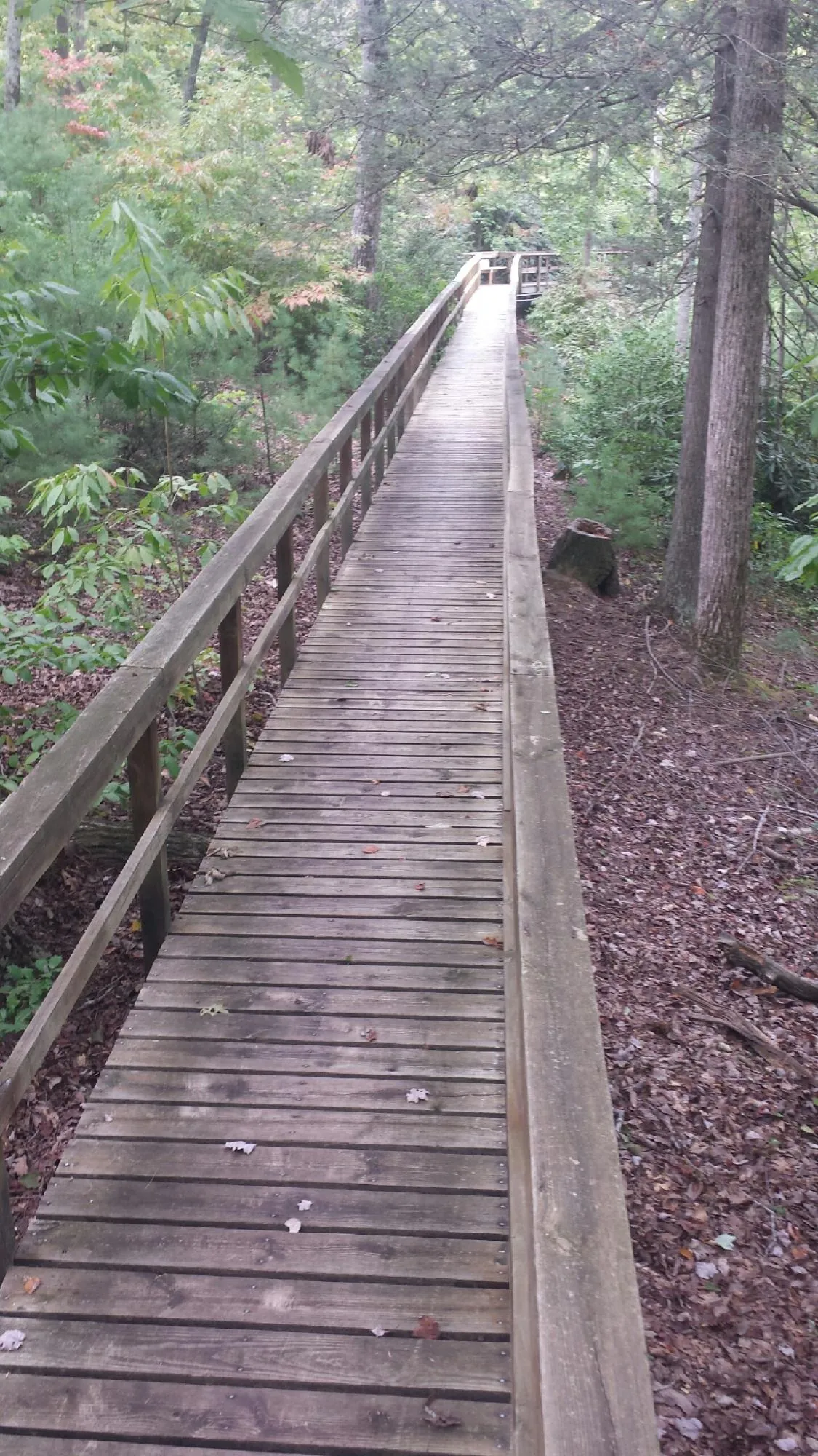 Long wood walkway with handrails built through the woods in Olivet